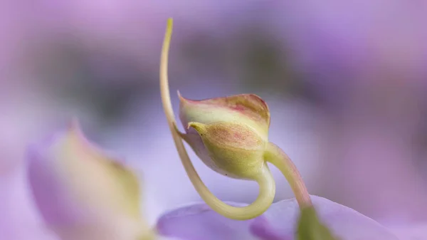 Pembe Impatiens Çiçek Tomurcuğu Aşırı Yakın Çekim — Stok fotoğraf