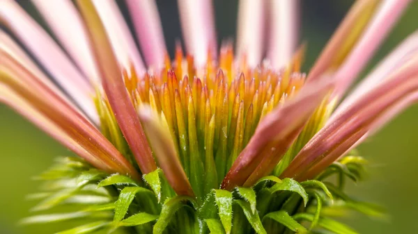 Zinnia Çiçek Detaylarını Yakından Çek — Stok fotoğraf