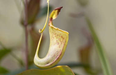 Çiçek yakalayan tropikal sineğin yakın çekimi