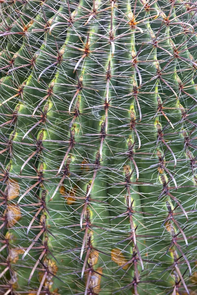 Close Shot Thorns Cactus Plant — Stock Photo, Image