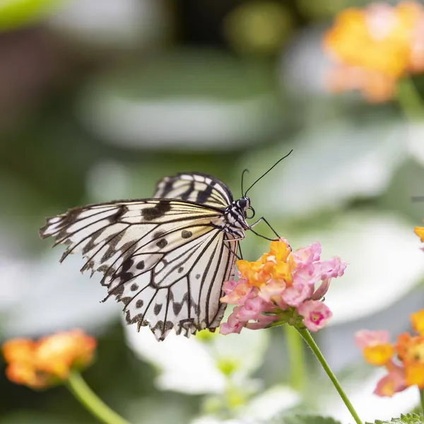 Gros Plan Papillon Sur Une Fleur Sauvage Rose — Photo