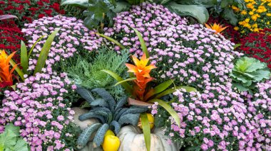 Ortasında Guzman çiçeği olan çiçek aranjmanı