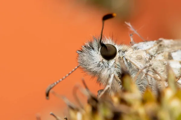 Extreme Close Shot Van Moth Een Bloem Verzamelen Stuifmeel — Stockfoto