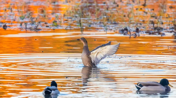 Маллардская Утка Озере Собирается Летать — стоковое фото