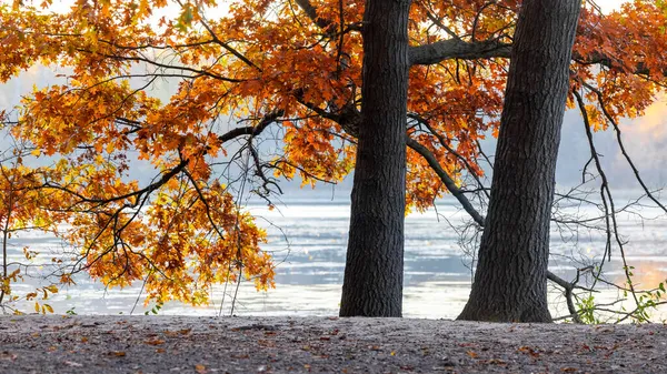Dois Pin Oak Árvores Perto Costa Lago Outono — Fotografia de Stock
