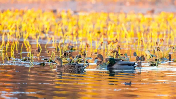 湖中的野鸭 在黄昏的阳光下倒映在秋天的树上 — 图库照片