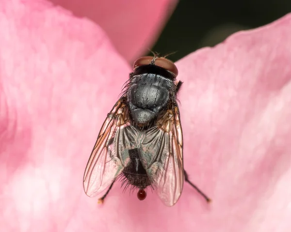 Feche Tiro Mosca Uma Pétala Flor — Fotografia de Stock