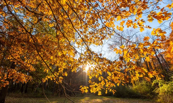 Цветные Осенние Листья Ветке Дерева Переднем Плане Вечерним Солнцем Заднем — стоковое фото