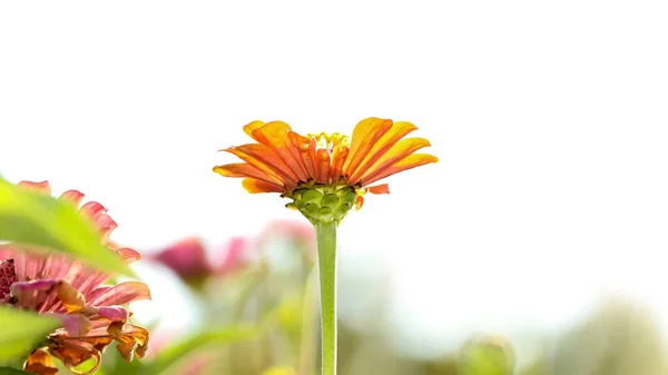 Gerbera Papatya Çiçeğini Yakından Çek — Stok fotoğraf