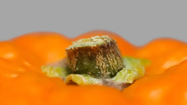 Gros Plan Extrémité Queue Fruit Orange — Photo