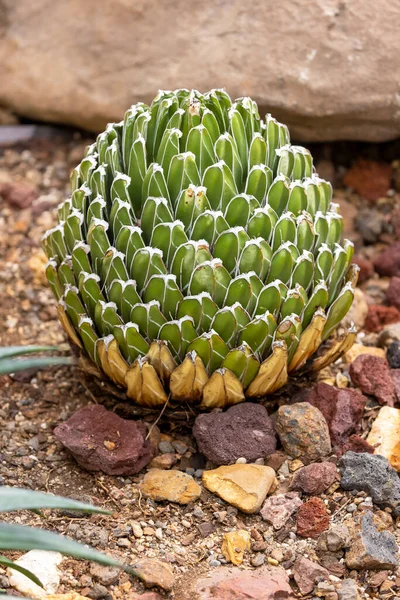 Close Shot Exotic Arid Succulent Plant — Stock Photo, Image