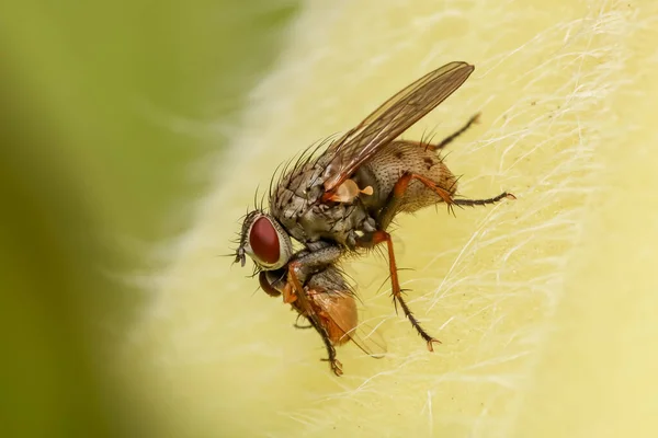 Primo Piano Colpo Mosca Una Foglia — Foto Stock