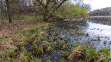 Michigan kırsalında ilkbaharın ilk yıllarında açan göl kenarındaki ağaçlar