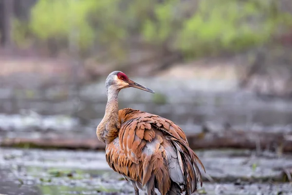 Wielki Żuraw Piaszczysty Ptak Bagnach — Zdjęcie stockowe