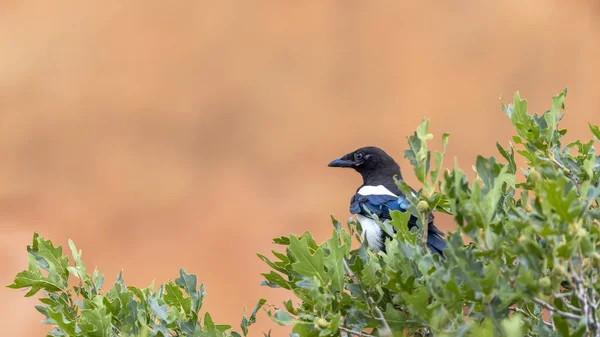 Black Billed Magpie Also Known American Magpie Tree — Stockfoto