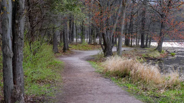 Scenic Skov Vandrestier Landdistrikterne Michigan - Stock-foto