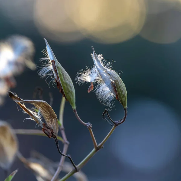 Gros Plan Des Gousses Asclépiade Qui Envolent Cause Vent — Photo