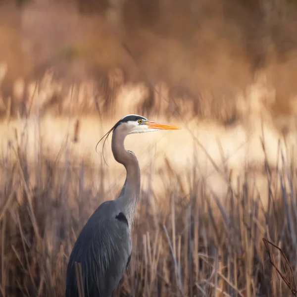 Close View Great Blue Heron Marsh — Stock Photo, Image