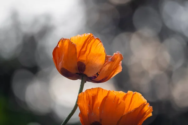 Zbliżenie Strzał Pomarańczowe Maki Kwiaty — Zdjęcie stockowe