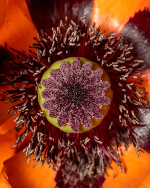 Extrema Toma Cerca Los Detalles Internos Flor Amapola — Foto de Stock