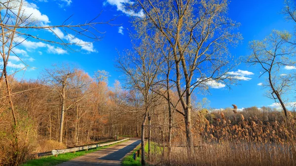 Árboles Altos Por Carretera Rural Michigan Durante Primavera —  Fotos de Stock