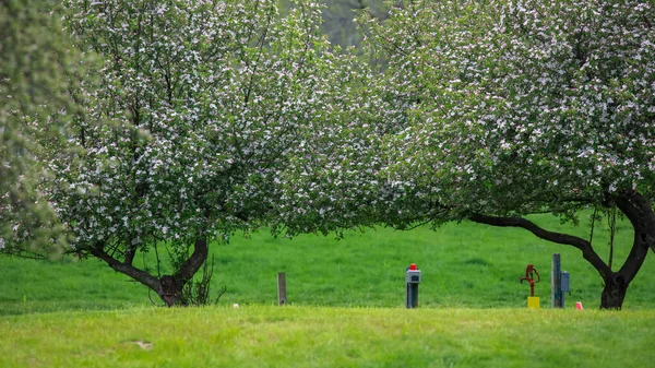 Arbres Verts Luxuriants Avec Des Fleurs Printemps Dans Prairie — Photo