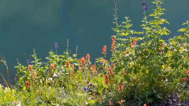 Göl kıyısındaki yabani bitkiler