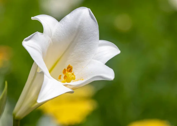 Primer Plano Flor Trompeta Blanca —  Fotos de Stock