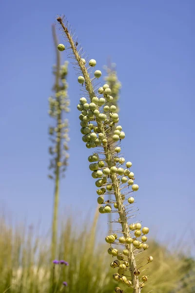 Tall Wild Succulent Plant Green Berries Fruits — Stock Photo, Image