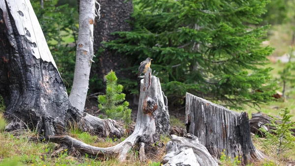 Μικρό Πουλί Robin Στο Νεκρό Κορμό Δέντρο — Φωτογραφία Αρχείου