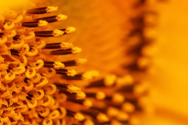 Extreme Close Shot Sunflower Internal Details — Stockfoto