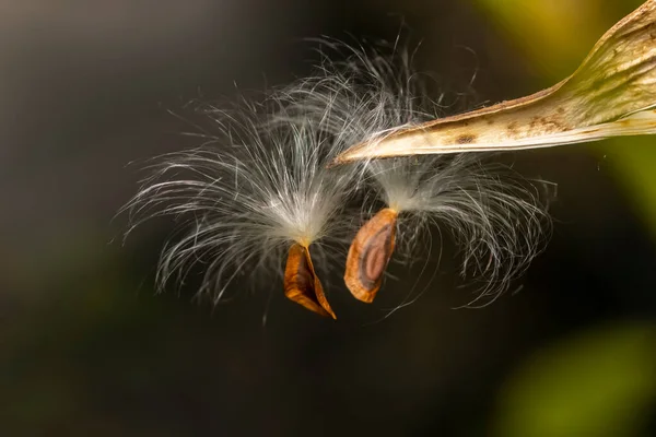 Close Shot Milkweed Plant Pods Flying Out — Stockfoto