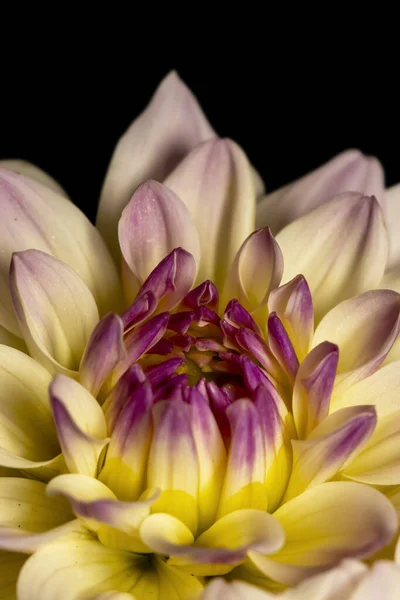 Close Shot Dahlia Flower Isolated Black Background — Foto de Stock