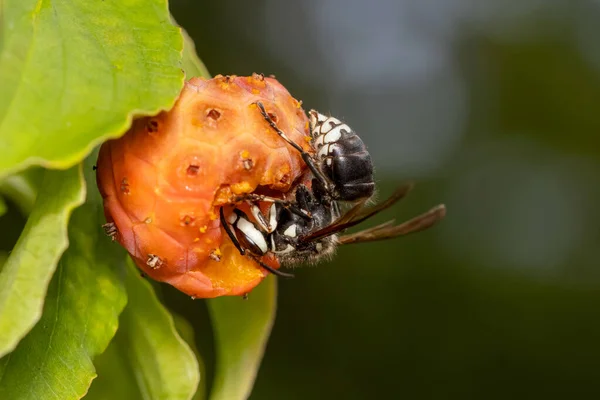 Close Shot Wasp Wild Berry Fruit — Stock Fotó