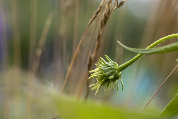 Κοντινό Πλάνο Του Μικρού Μπουμπούκι Λουλουδιών Daisy Στον Κήπο — Φωτογραφία Αρχείου