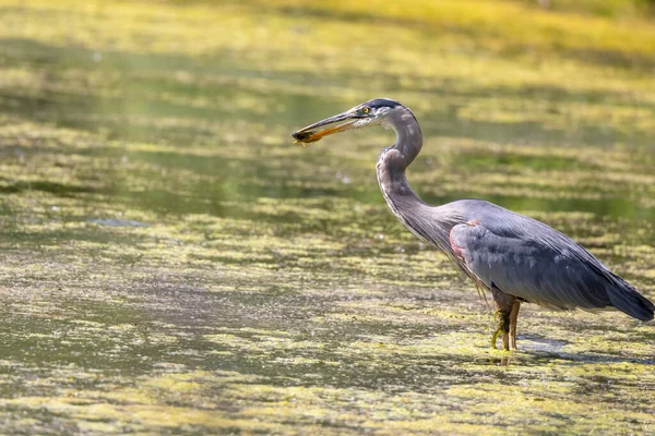 Great Blue Heron Hunting Fish Marsh Lands — стоковое фото