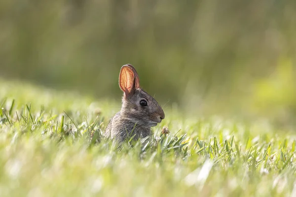 Small Rabbit Middle Meadow Backlit Ears — Stockfoto