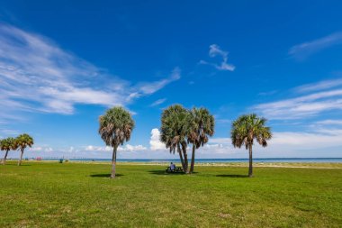 Fort De Soto Park 'taki palmiye ağaçları, Florida' nın kuzey plajı, ABD