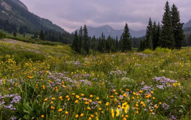 Scenic wild flower meadow at Gothic natural area near Crested Butte in Colorado. clipart
