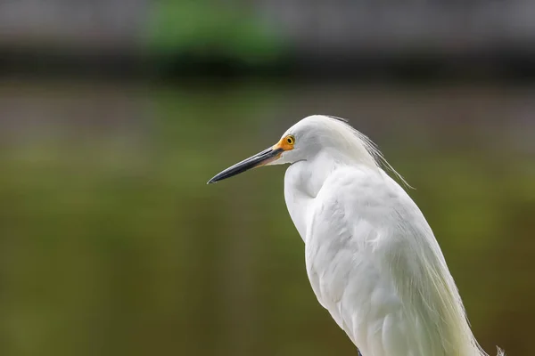 Közelkép Snowy Egret Madárról Tónál — Stock Fotó