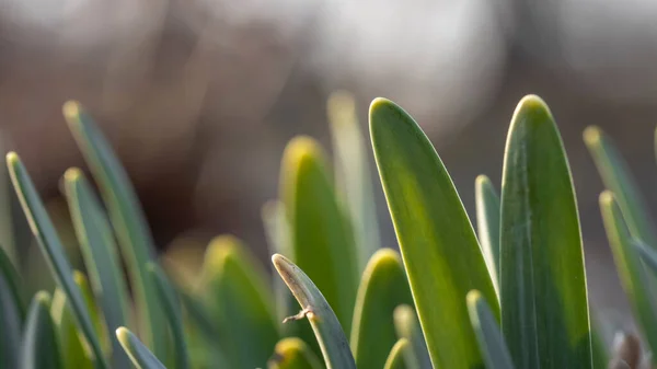 Close Shot Fresh Daffodil Plants Growth Selective Focus — Stock Photo, Image