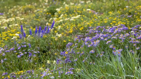 Summer Time Wildflowers Colorado Rocky Mountains — Stock Photo, Image