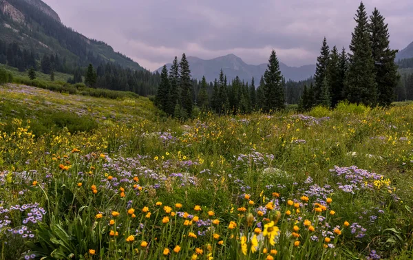 Malownicza Łąka Dzikich Kwiatów Gotyckim Obszarze Przyrodniczym Pobliżu Crested Butte — Zdjęcie stockowe