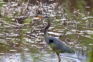 Bataklıktaki Büyük Mavi Balıkçıl 'ı yakından çek.