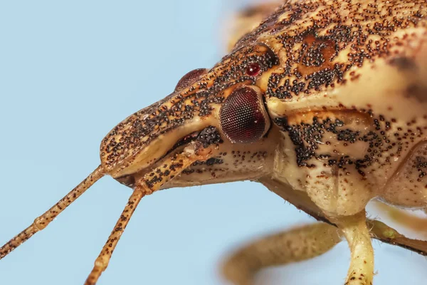 Extreme Close Shot Brown Marmorated Stink Bug Halyomorpha Halys Originally — стокове фото