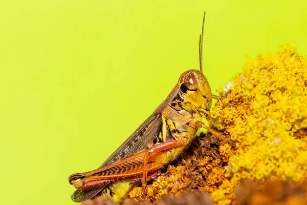 Közelkép Grasshopper Zöld Háttér — Stock Fotó