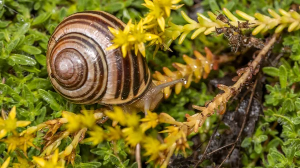 Nahaufnahme Einer Schnecke Auf Der Pflanze — Stockfoto