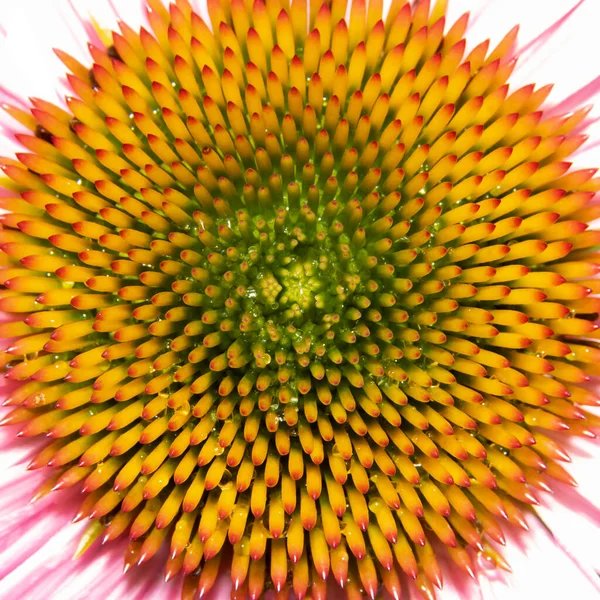 Extreme Close Shot Cone Flower Details — Stock Photo, Image