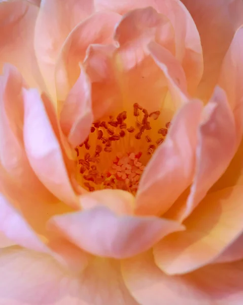 カリフォルニアのクローズアップはバラの花 — ストック写真