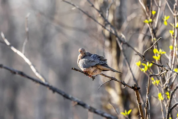 Ranní Holubice Větvi Stromu Jaře — Stock fotografie